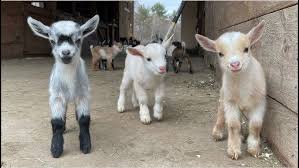 Caring for goat kids