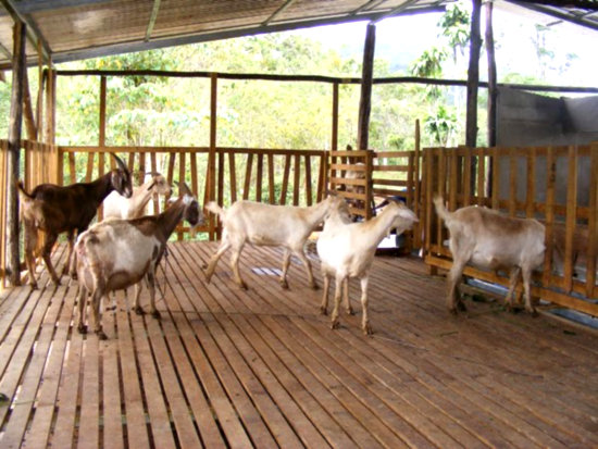 Factors to consider while constructing a goats pen