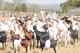 Handling breeding in goat farming